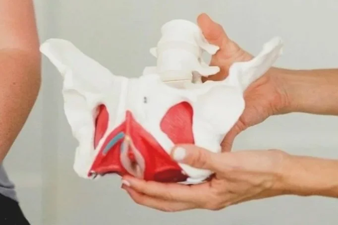 Pelvis Picture