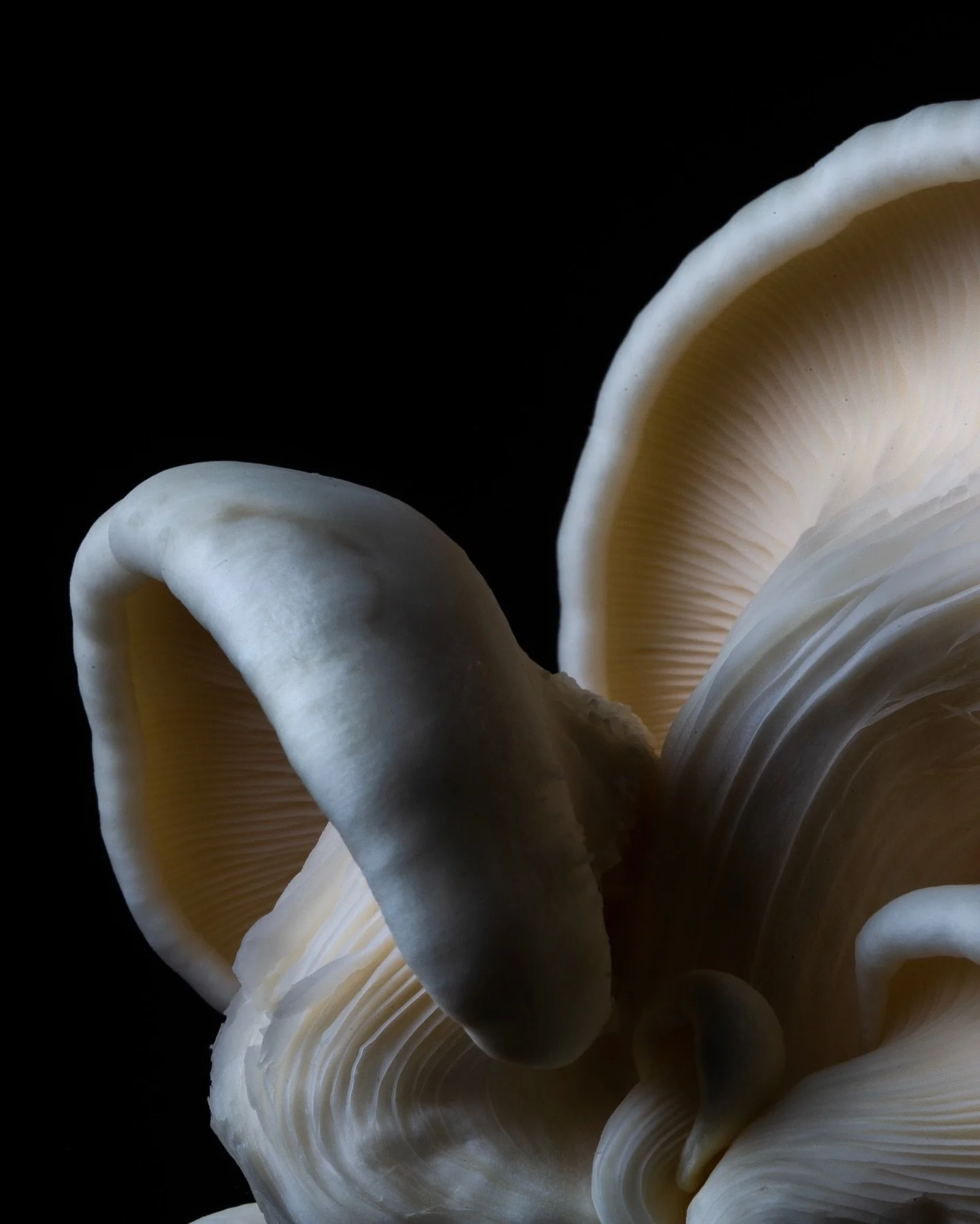 FRIENDS WITH BENEFITS 
That’s what they call the relationship between trees and fungi. Beneath the surface, mycelium links almost everything - trees to trees, plants to soil, life to decay.
It’s an underground network trading nutrients,