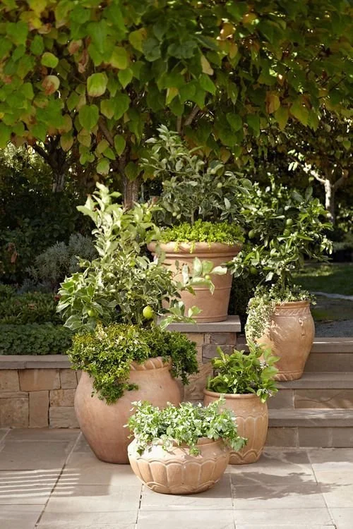 potted plants inspo 2.jpeg