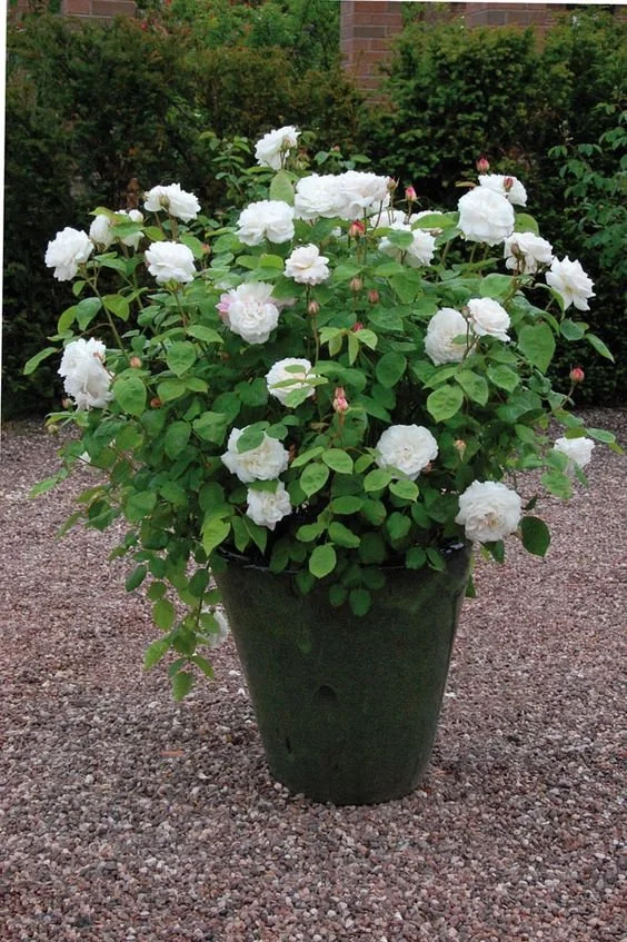 potted plant inspo 5.jpeg