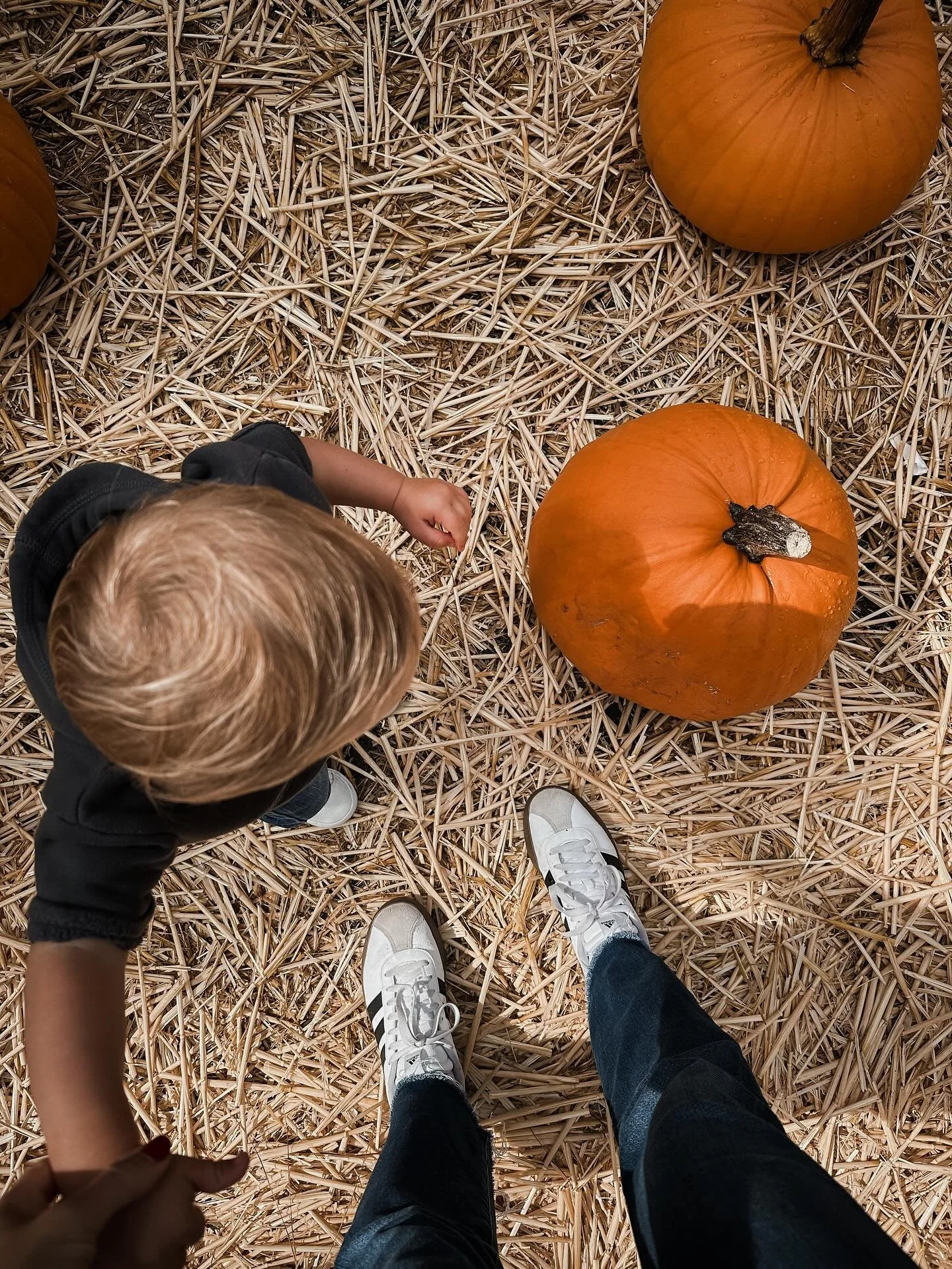 Pumpkin patch with my little boo. 🎃👻

Love sharing this season with him. 

#pumpkinpatchfun #myfirstpumpkinpatch #pumpkins #fallthings #fallbucketlist #halfmoonbay #southerlyinthecity #toddlerfun #toddleractivityidea
