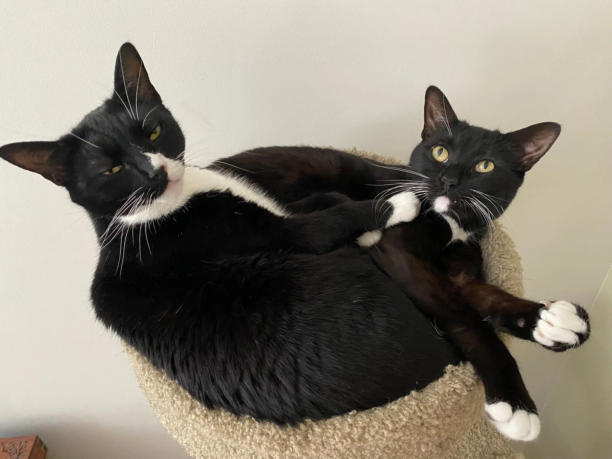 two kitty cats cuddling