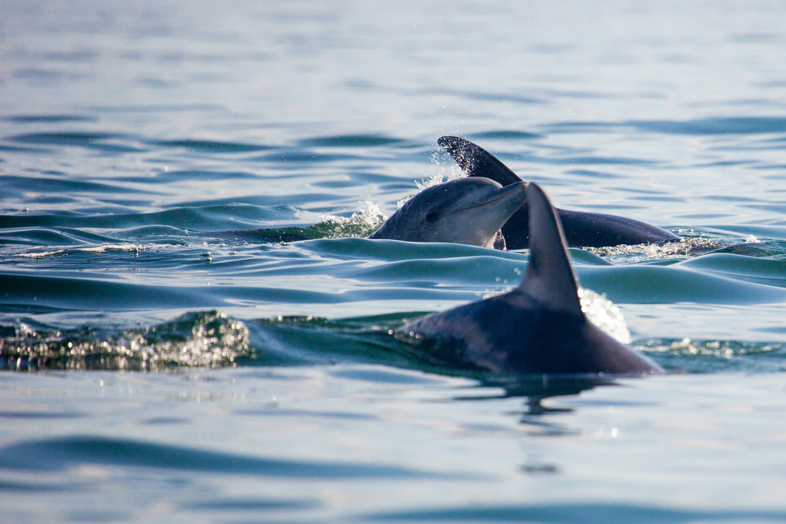 Dolphins in a relationship to illustrate relationship therapy in vancouver