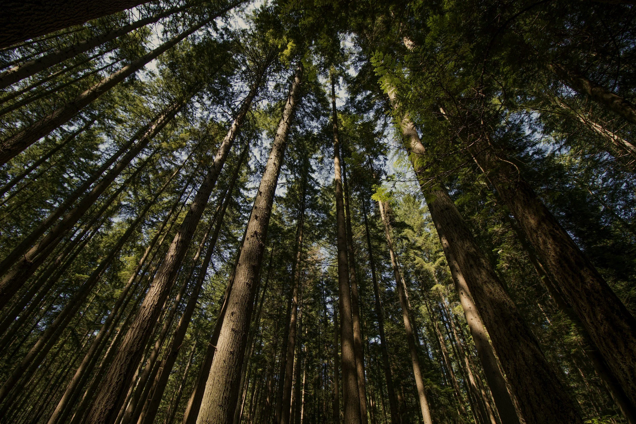 The forests in Vancouver, BC