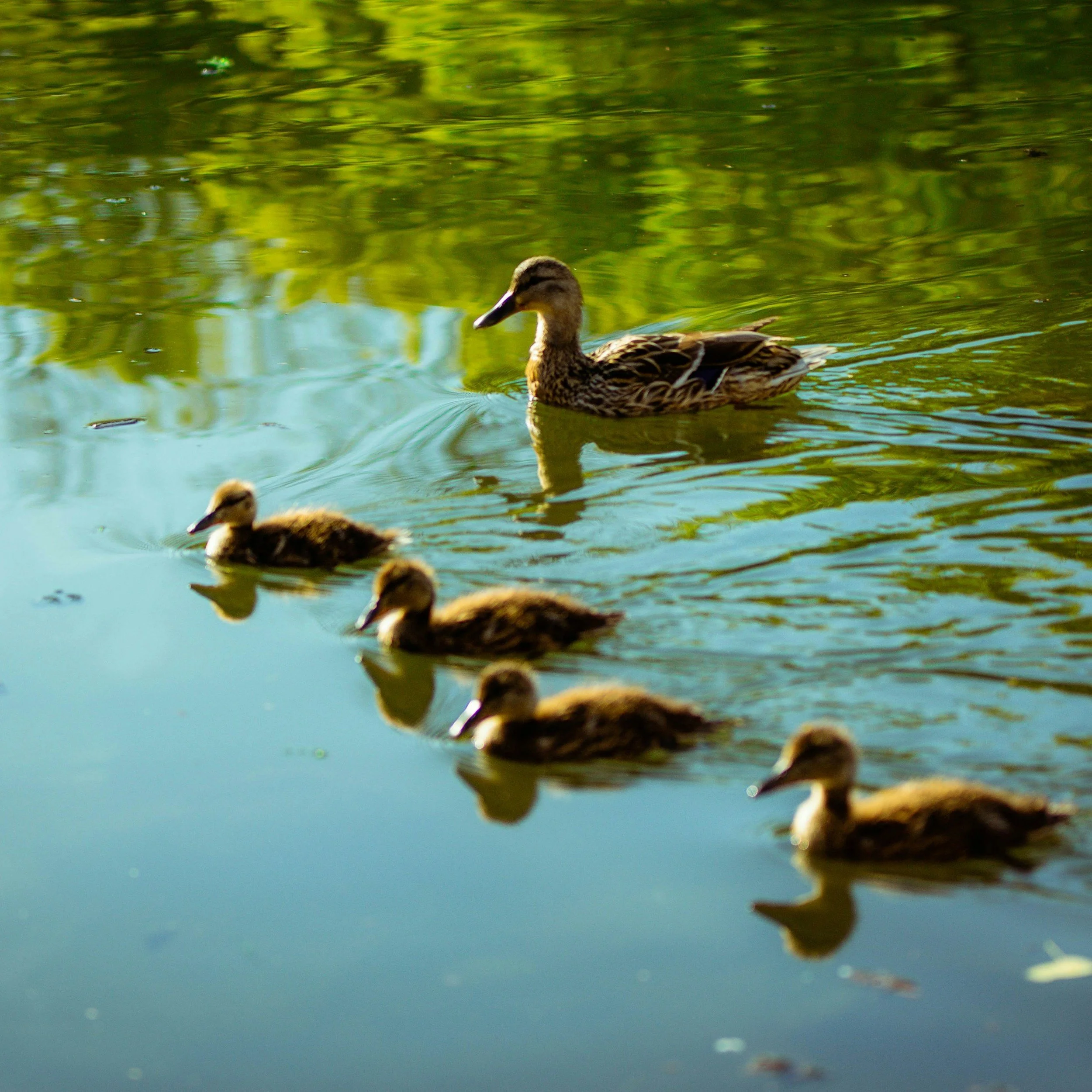 A mama duck with her babies