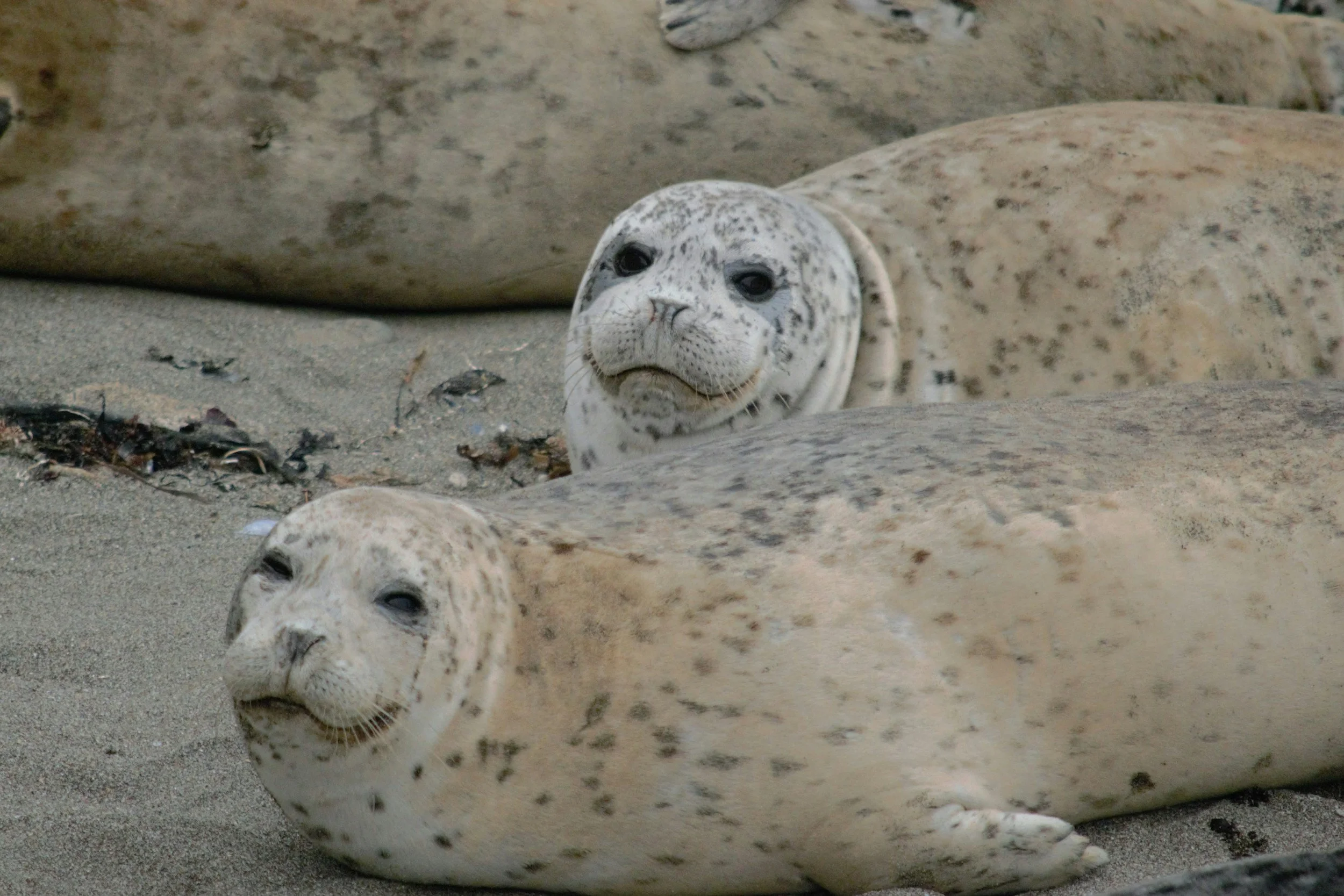 Seals in Vancouver, BC