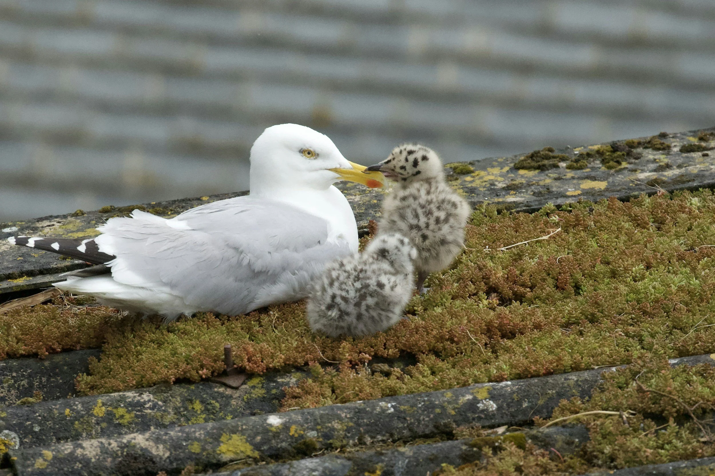A seagull and her babies in Vancouver, BC
