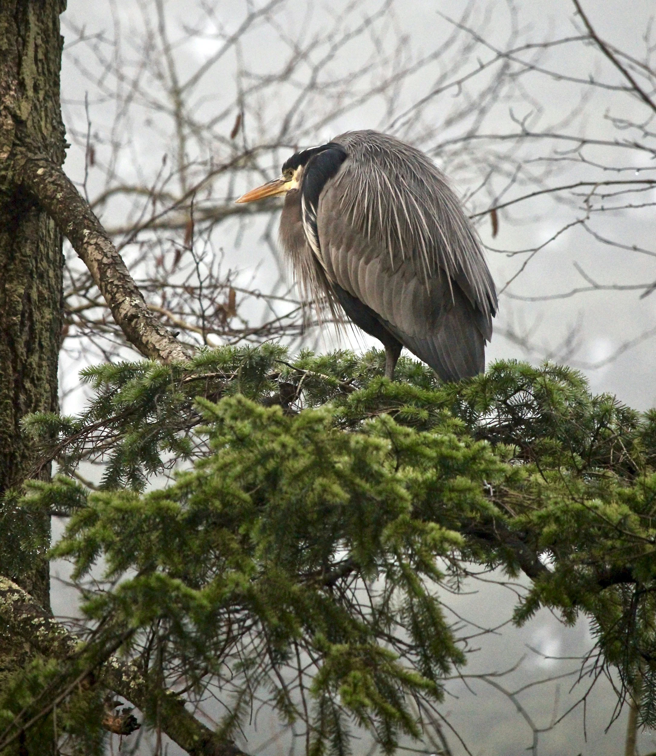 The birds of BC really close to where Mareel offers low cost therapy in vancouver