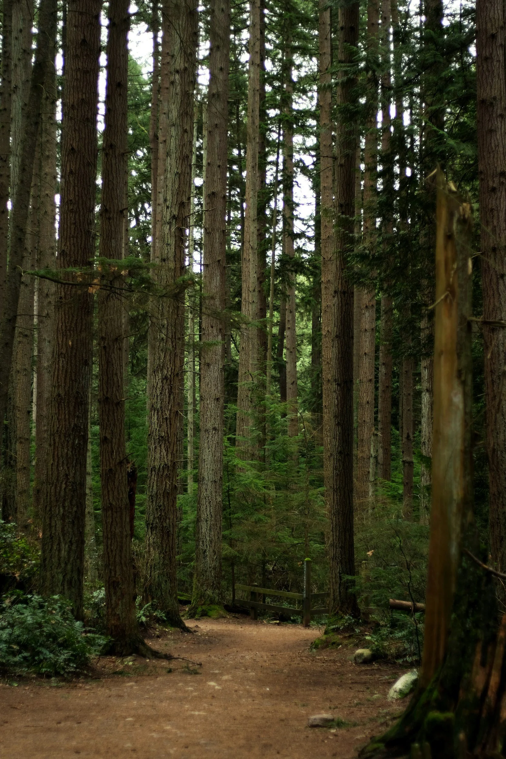 The forests of BC really close to where Mareel offers low cost therapy in vancouver