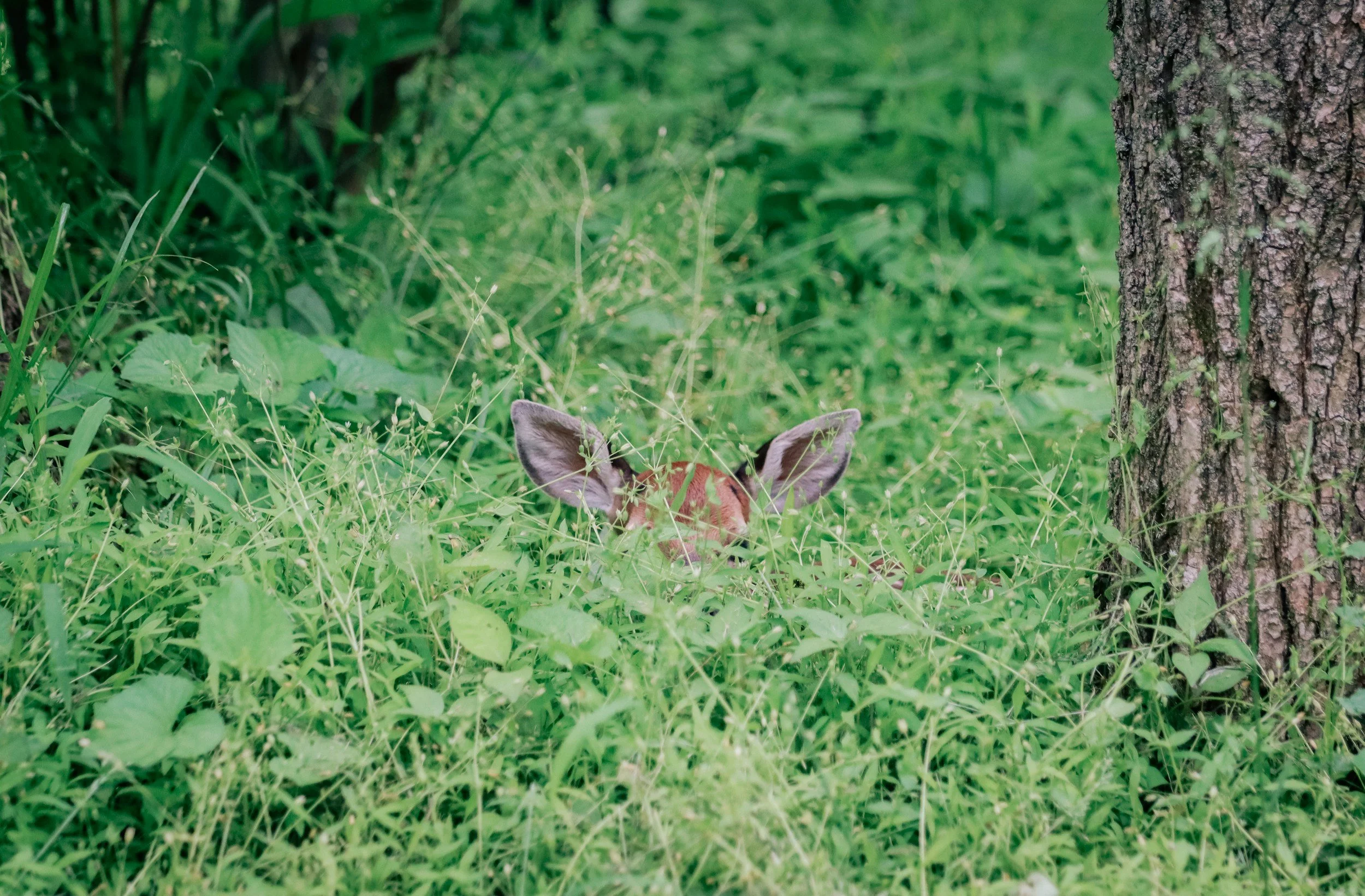 deer hiding in the Vancouver forests