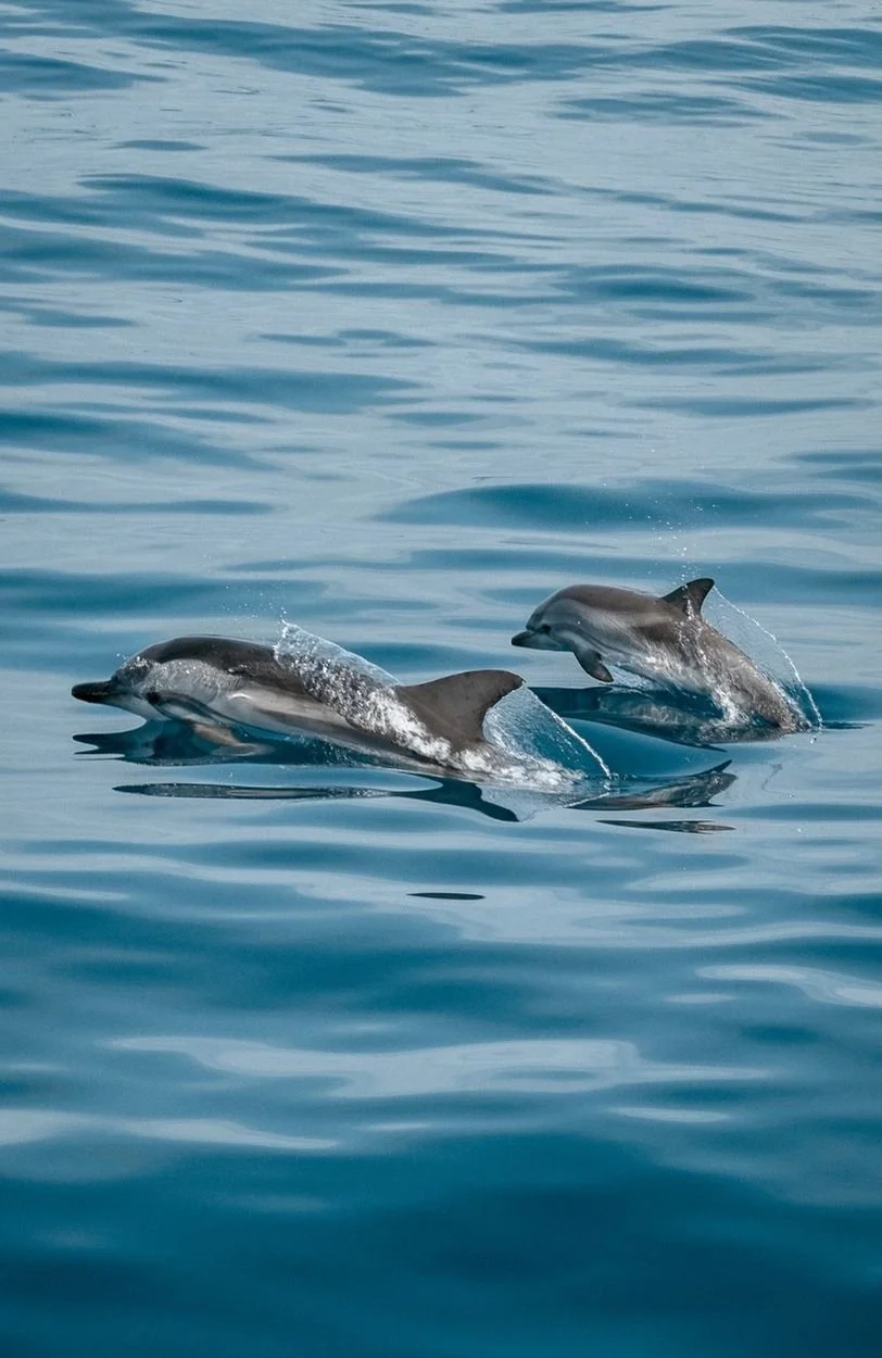 Two dolphins symbolizing the importance of finding the right sex therapist in Vancouver, BC
