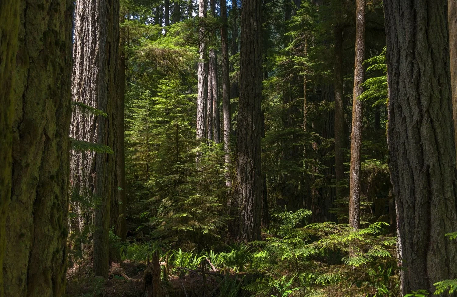 British Columbia, where Mareel offers sex therapy in Vancouver