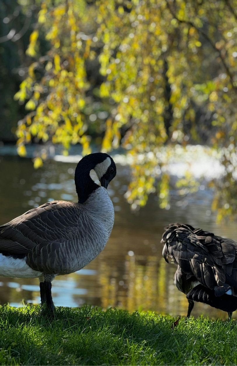 Two canadian geese in a park in Vancouver, BC
