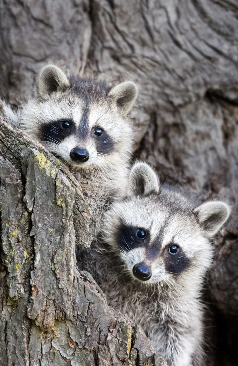 A raccoon in Vancouver, BC