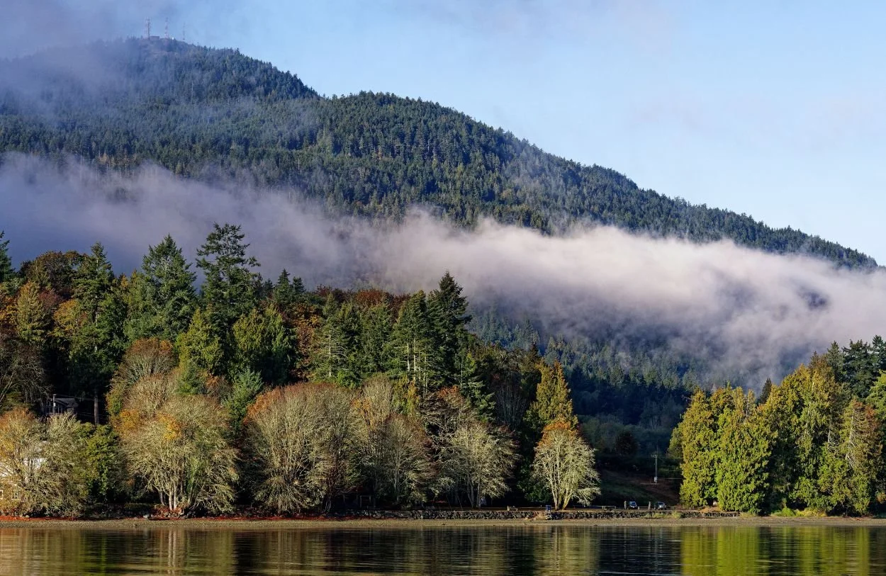 BC forests with ocean in the front