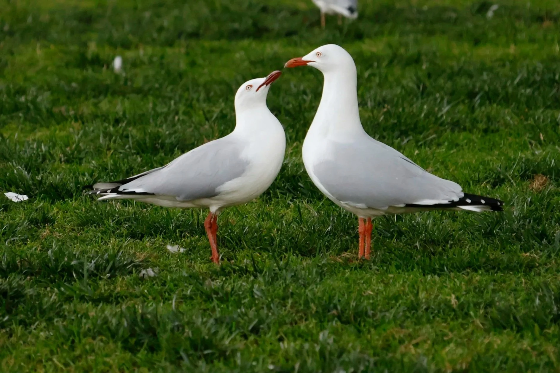 seagulls kissing. Relationship therapy vancouver and BC. Sex Therapy Vancouver and BC. Couples counselling bc