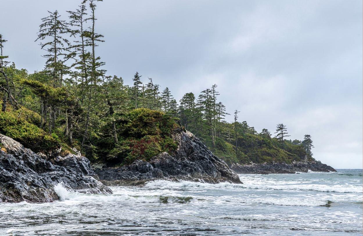 A picture of the BC forest where Mareel offers relationship therapy in Vancouver