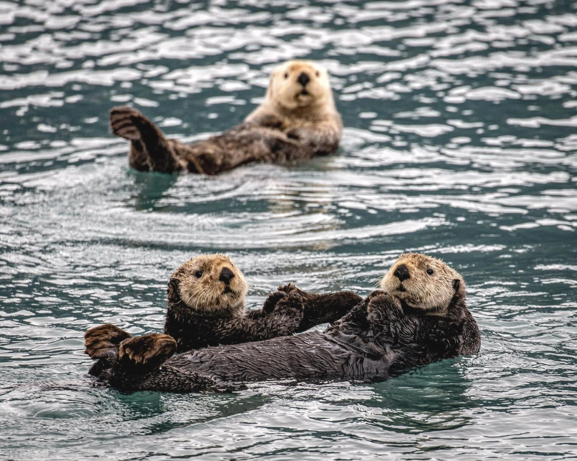 Polyamorous Otters holding hands