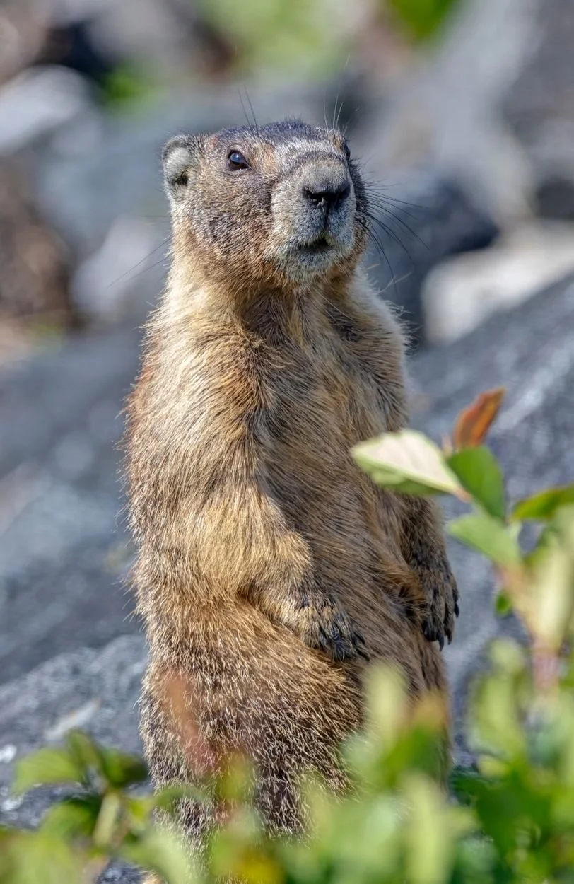 A gopher looking out in Vancouver, BC