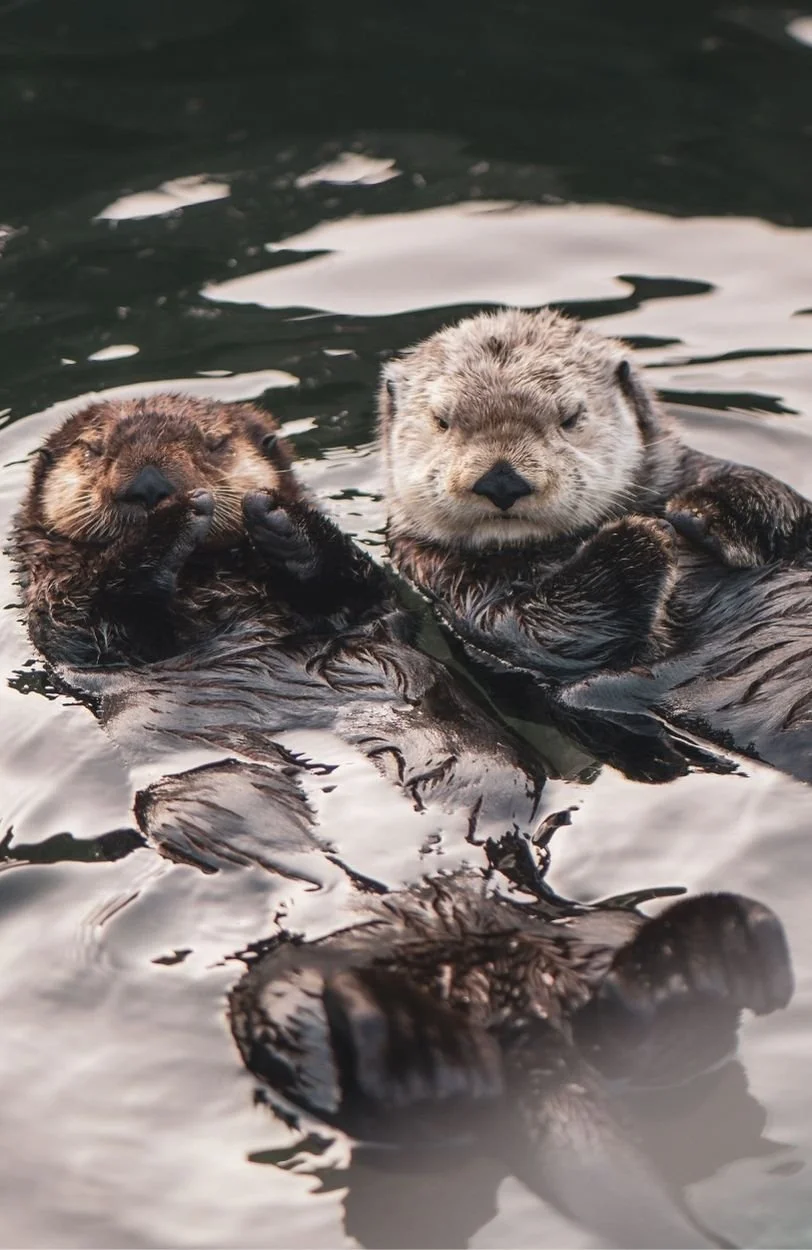 Otters holding hands showing the importance of how to find the right therapist in Vancouver