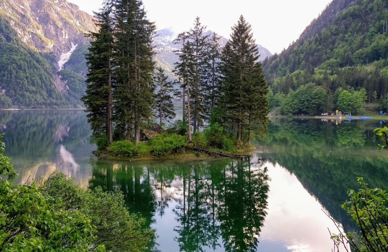 The forest in BC