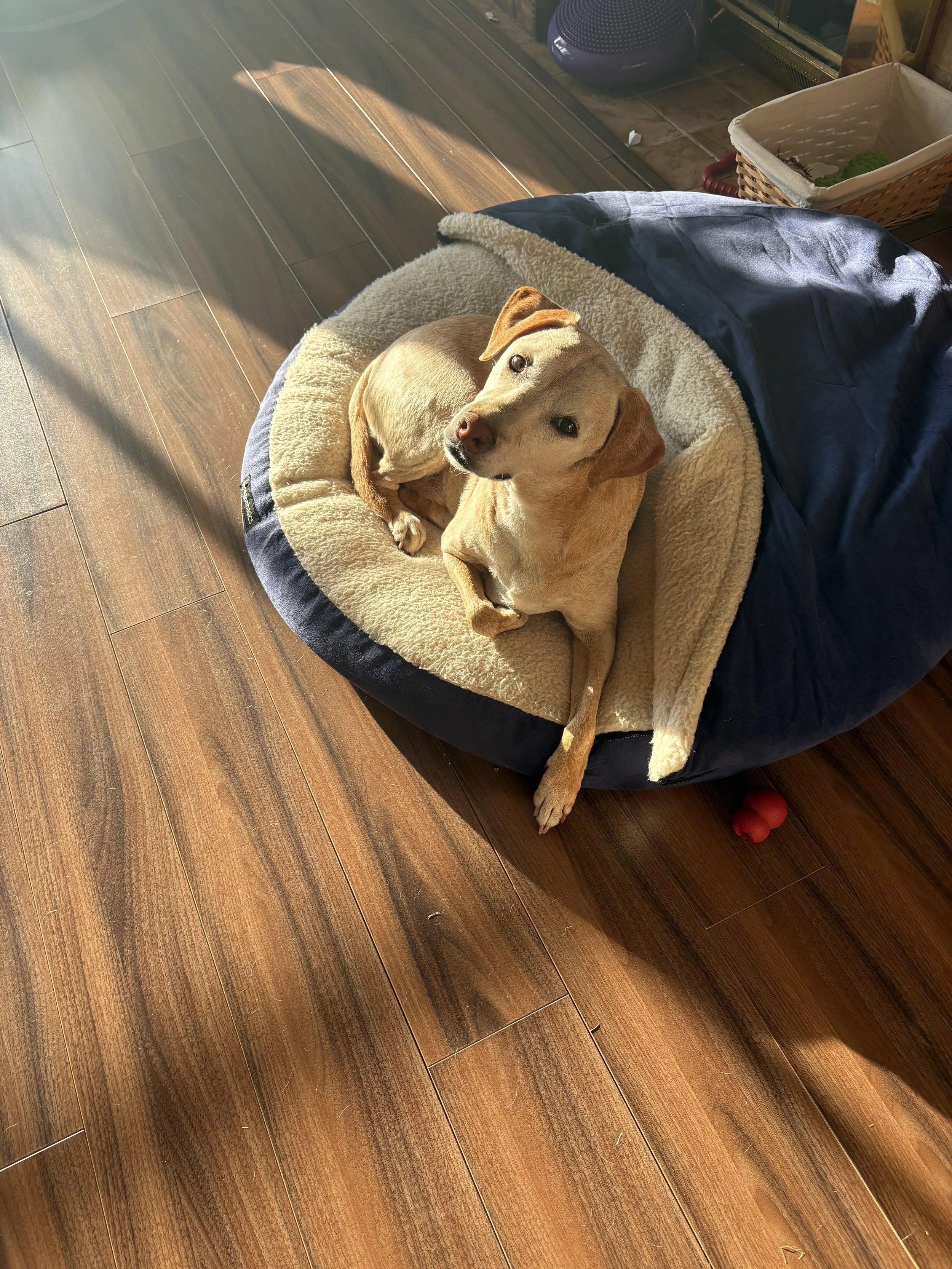 Julie Crandlemire, intern low cost counsellor, dog Millie