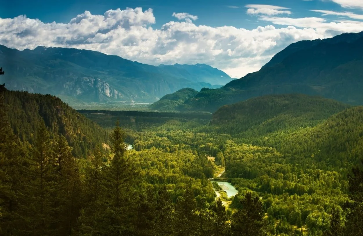 The forests in British Columbia