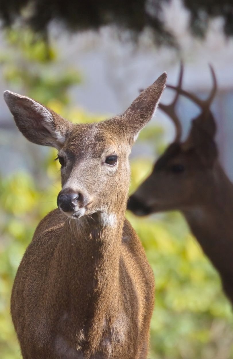 two deer in the forests around Vancouver, BC