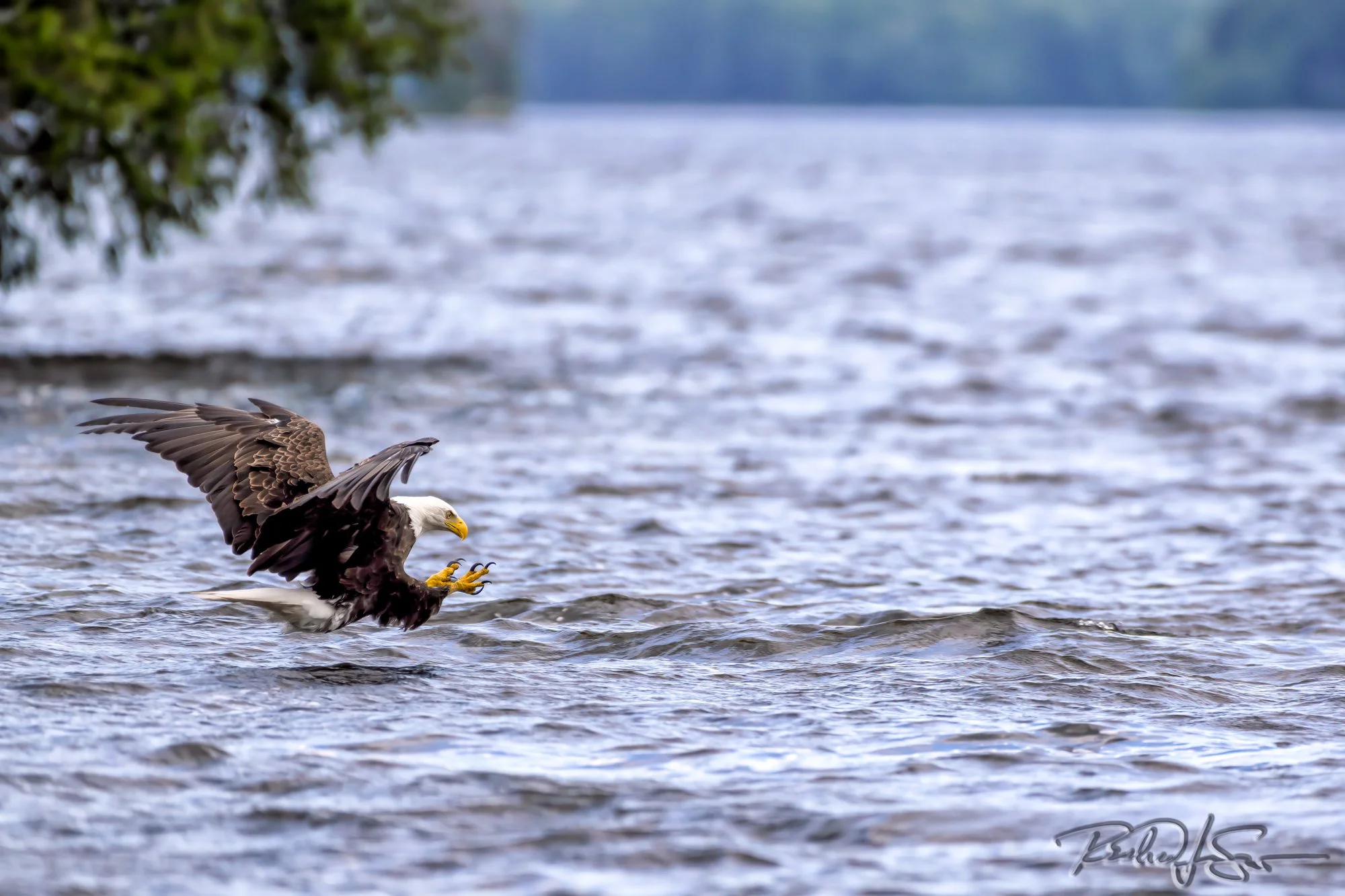 Bald Eagle - Fishing 3