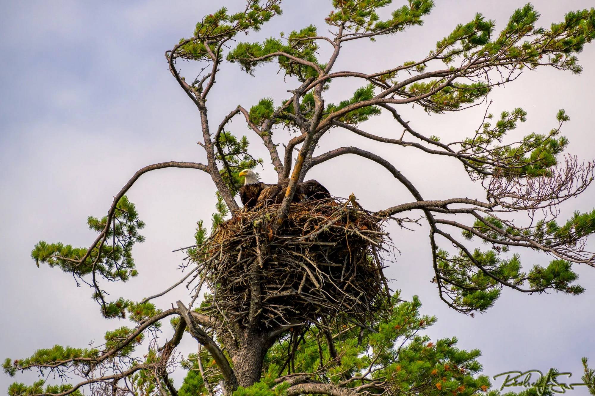 Bald Eagle with Eaglet