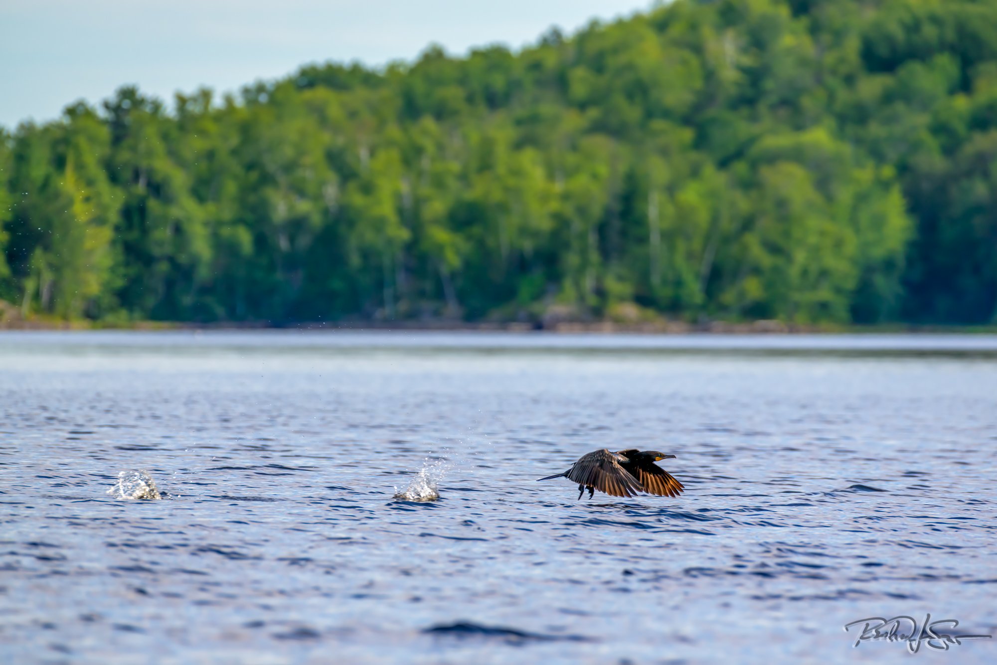Cormorant on Grand Lake Matagamon