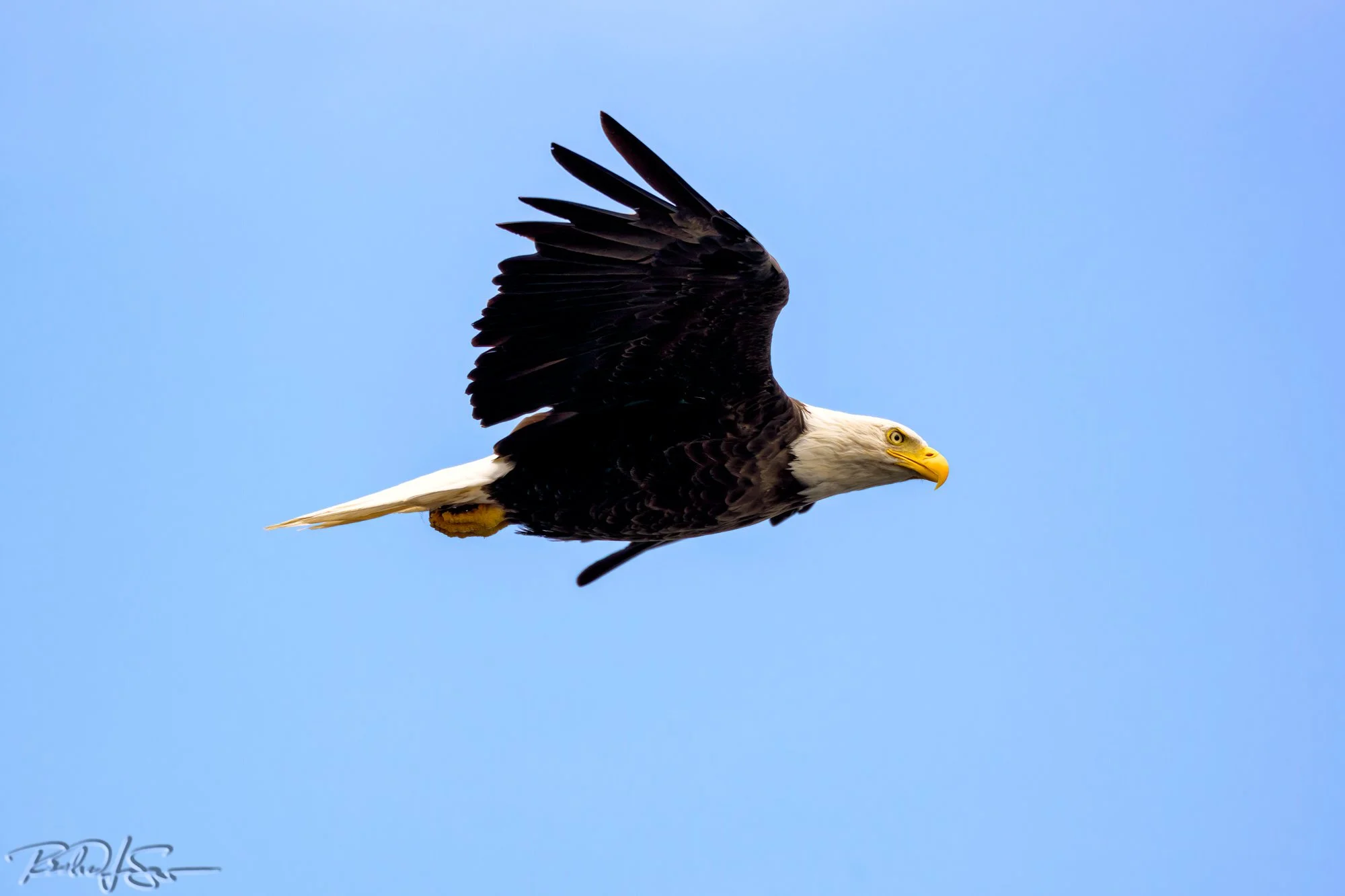 Bald Eagle - Soaring 1