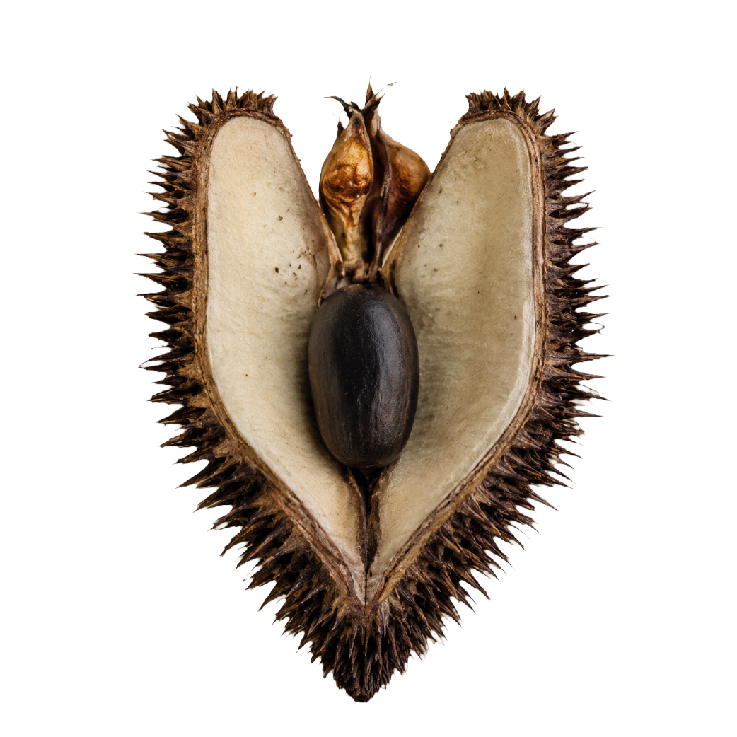 My practice- visual research. Featuring a seed pod as source of inspiration