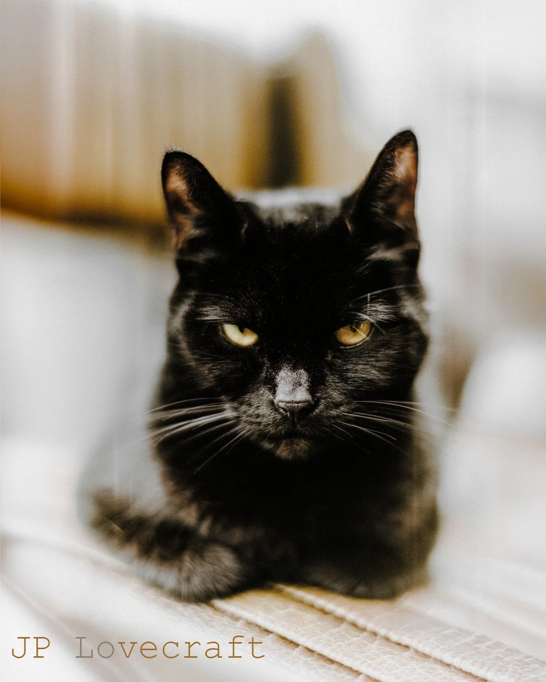 Meet JP Lovecraft, my most loyal assistant, black cat, full time studio supervisor, part time menace.

She specialises in the secret Lightroom and Photoshop keyboard shortcuts, usually by walking across the keys at the exact moment I&rsquo;m about to