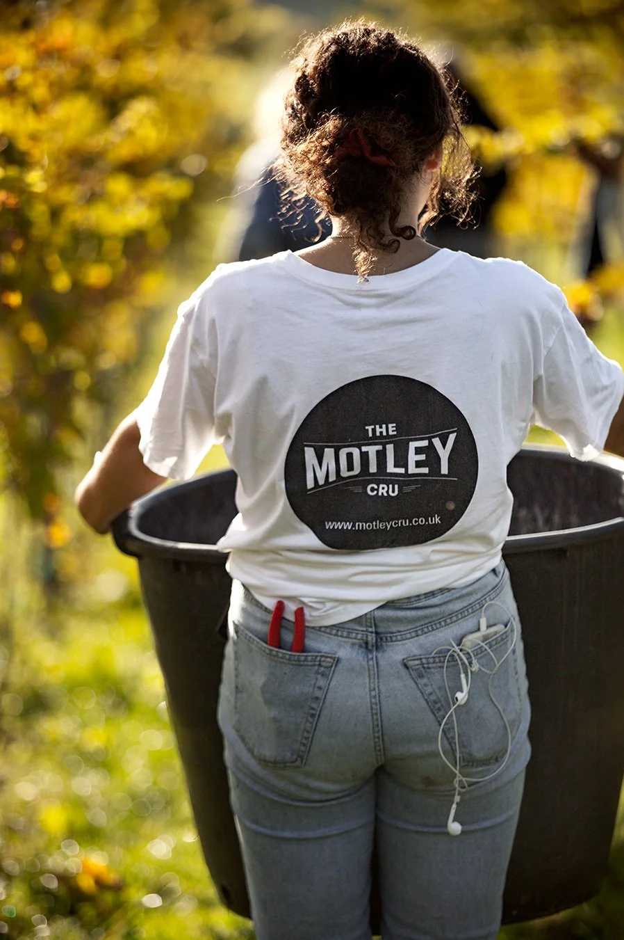 Kenton Park Estate team member carrying a harvest tub between sunlit vines during grape picking near Exeter, photographed for the vineyard’s seasonal marketing library.