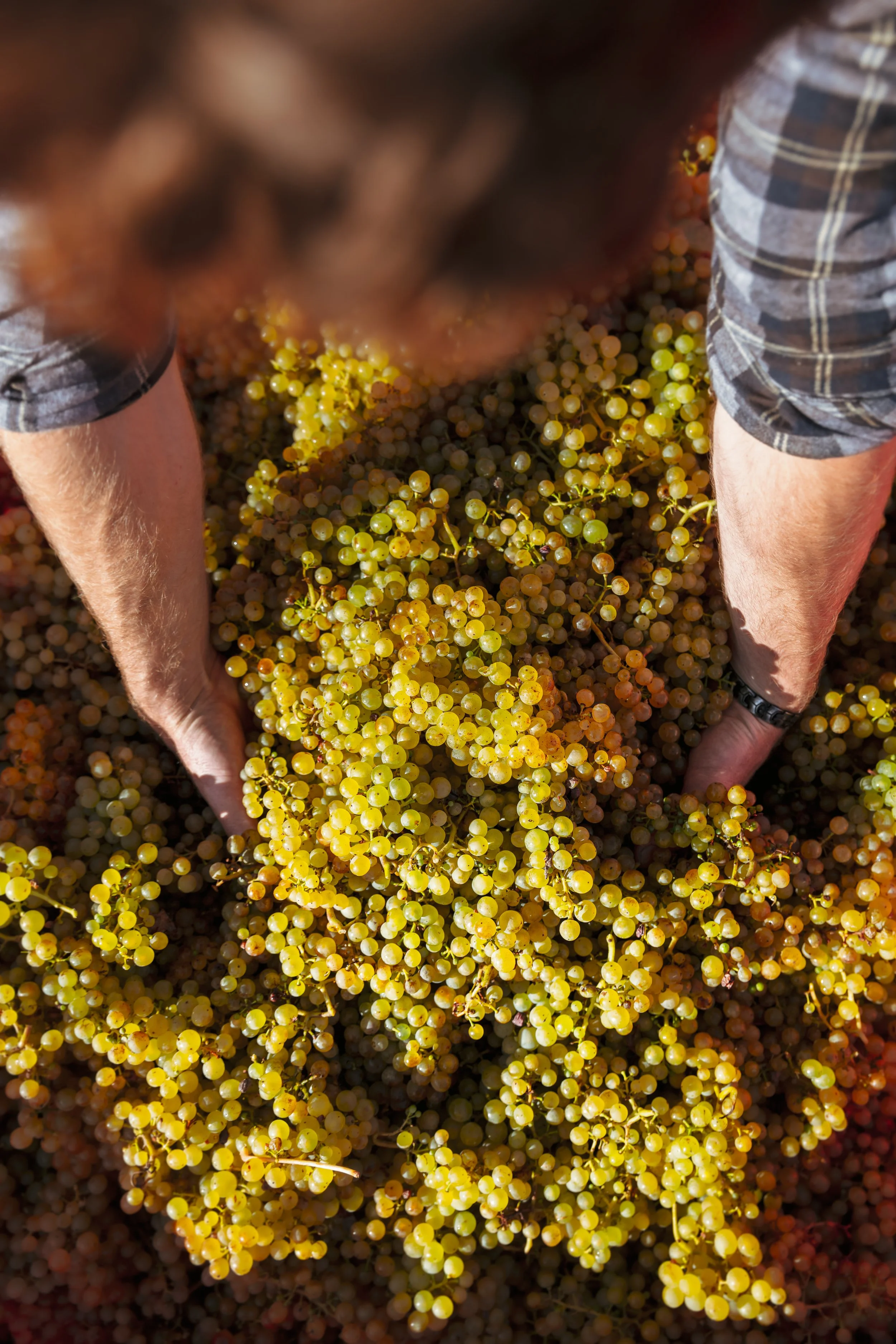 Overhead documentary photograph of a worker’s hands moving through a large mass of freshly harvested white grapes, showing the quantity, colour and physical handling of fruit during the winemaking process.