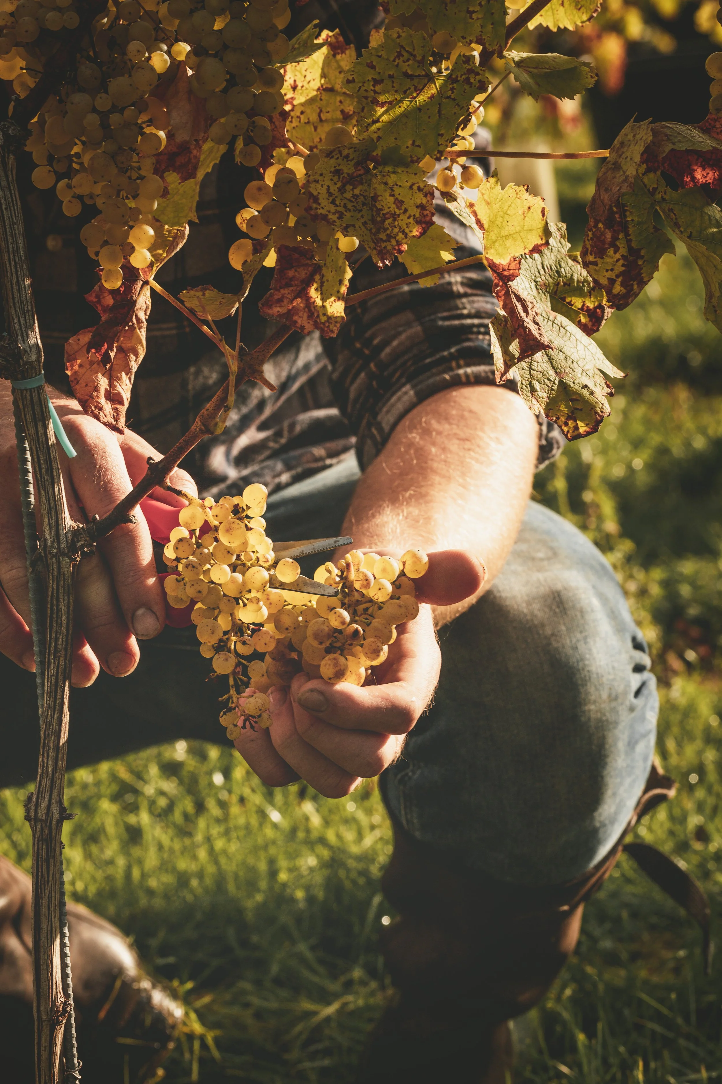 Commercial vineyard photograph of a grower cutting a ripe bunch of white grapes from the vine in warm sunlight, documenting the vendange and seasonal work behind wine production in a Kenton Estate vineyard Devon.