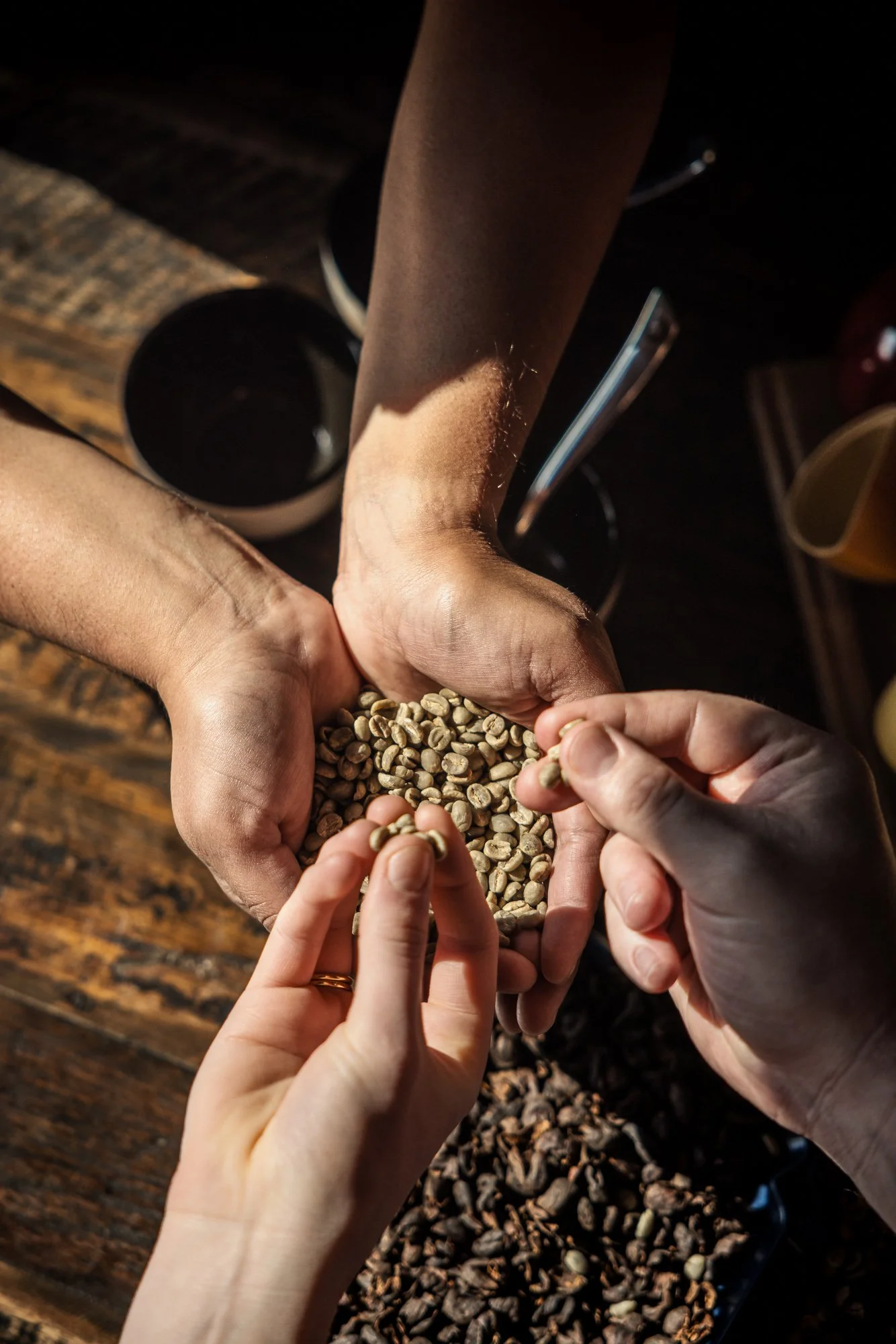 Documentary coffee photograph of several hands examining green and roasted coffee beans over an open sack, showing the tactile comparison, raw ingredient and collaborative process behind the finished drink.