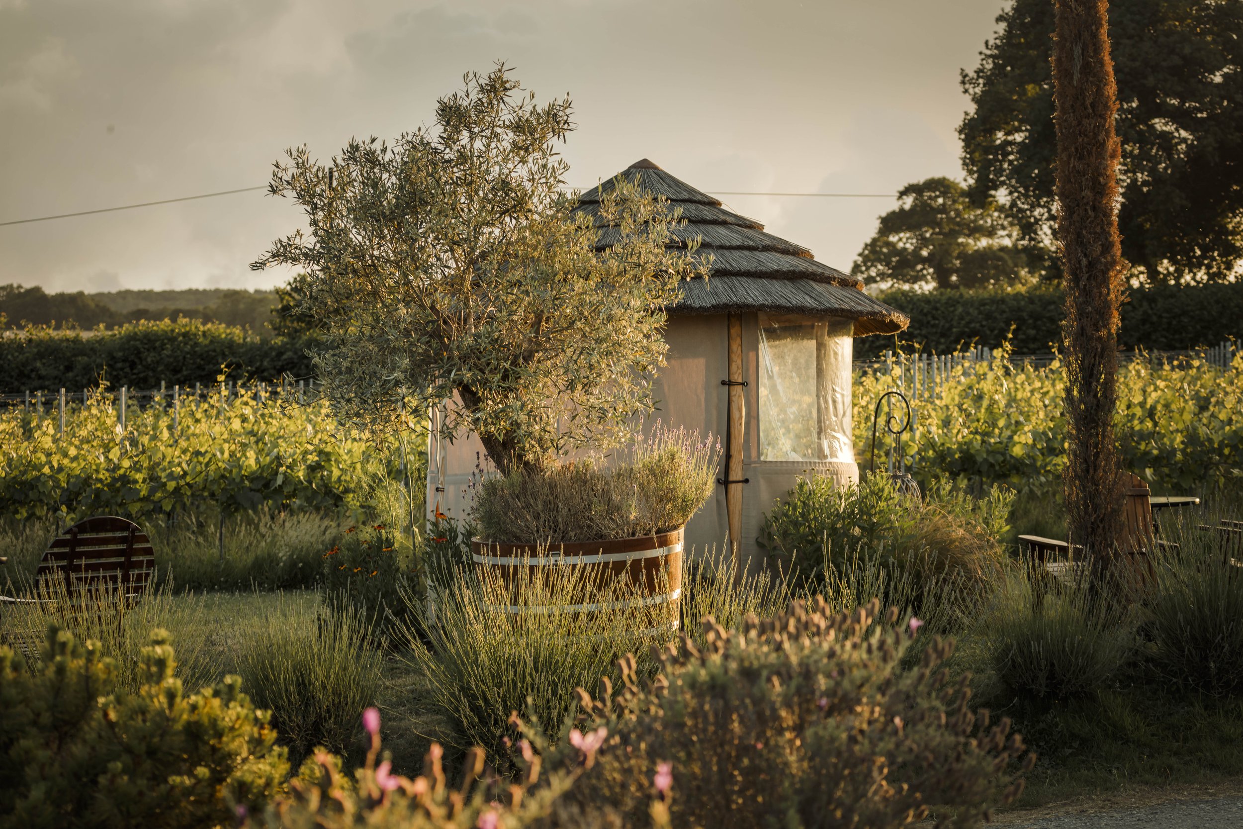 Golden evening light across the vineyard and small garden building at Kenton Park Estate near Exeter, photographed for the estate’s website and destination marketing.