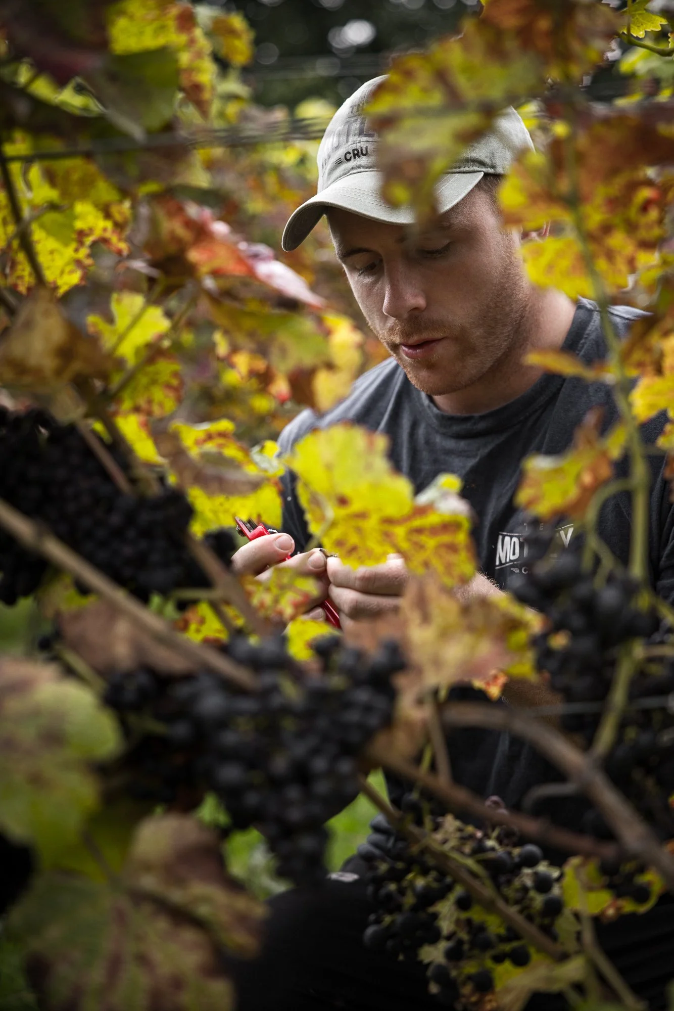 Vineyard worker hand-picking ripe black grapes from the vine at Kenton Park Estate near Exeter, photographed during the Devon estate’s autumn harvest.
