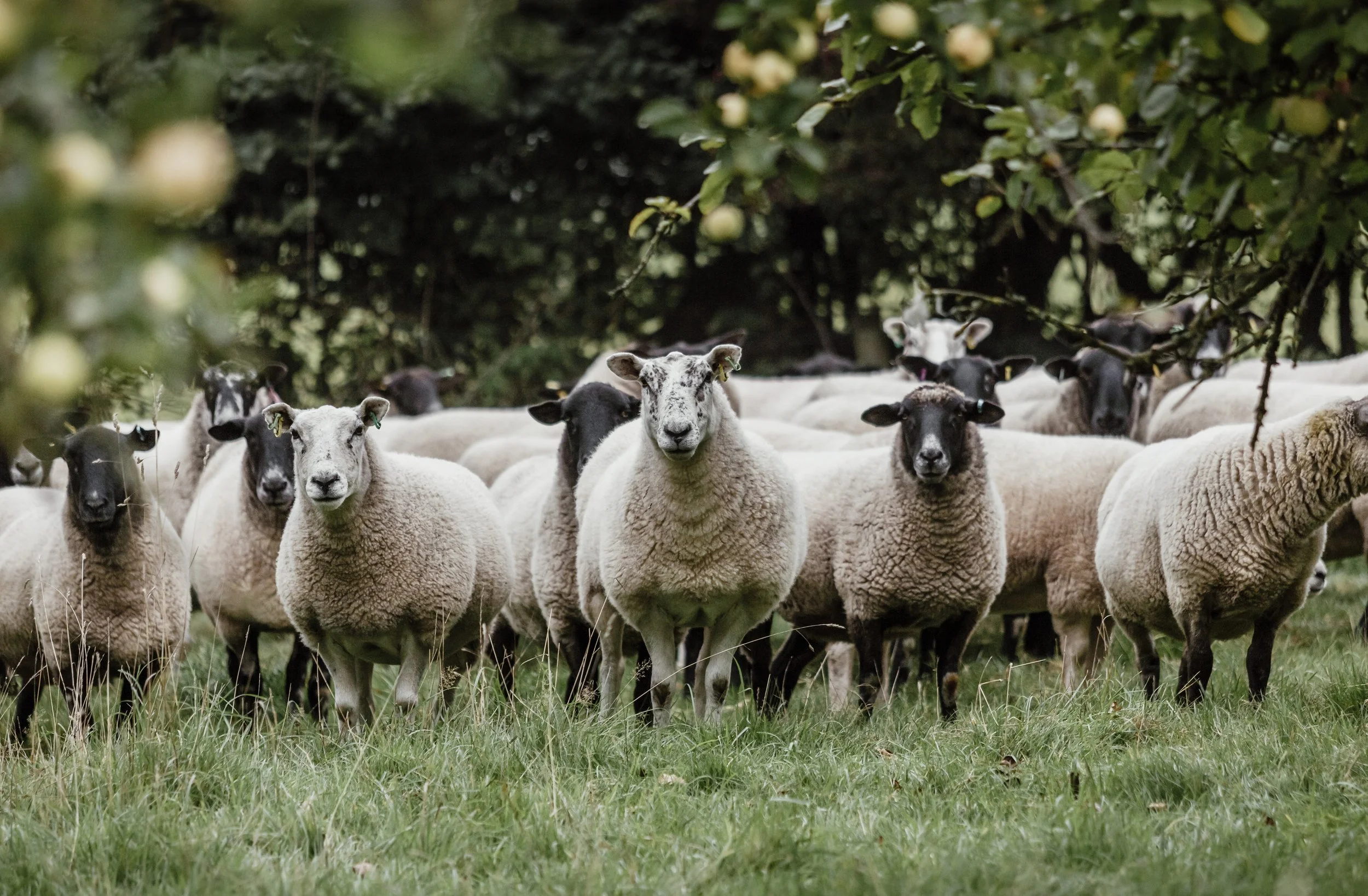 Supplier story image, flock of sheep in pasture for editorial and PR, shot in Cirencester, Gloucestershire, producer network in Plymouth, Devon, for use in London and Oxford, Oxfordshire.