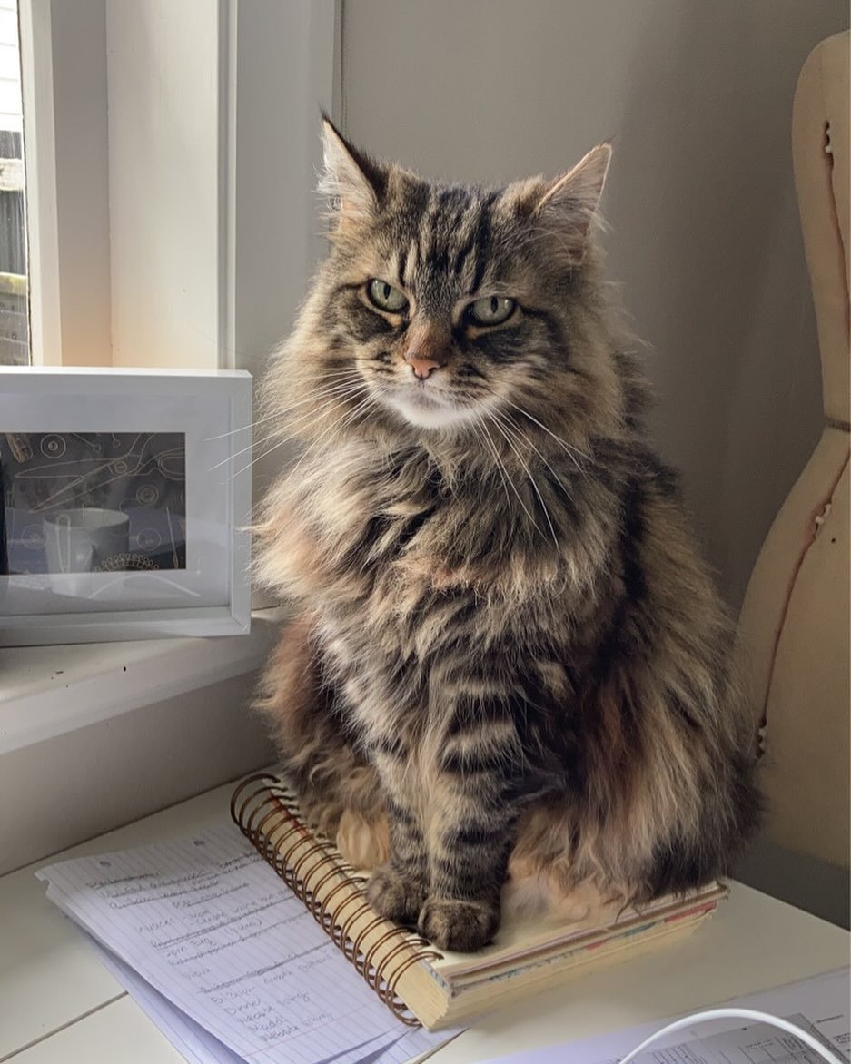A very happy international cat day!! Our quality inspector Stella absolutely loves testing out workroom fabric and notions, and also enjoys tipping over pin bowls and walking in front of sewing machines demanding pats. To all the sewing furrbabies ou
