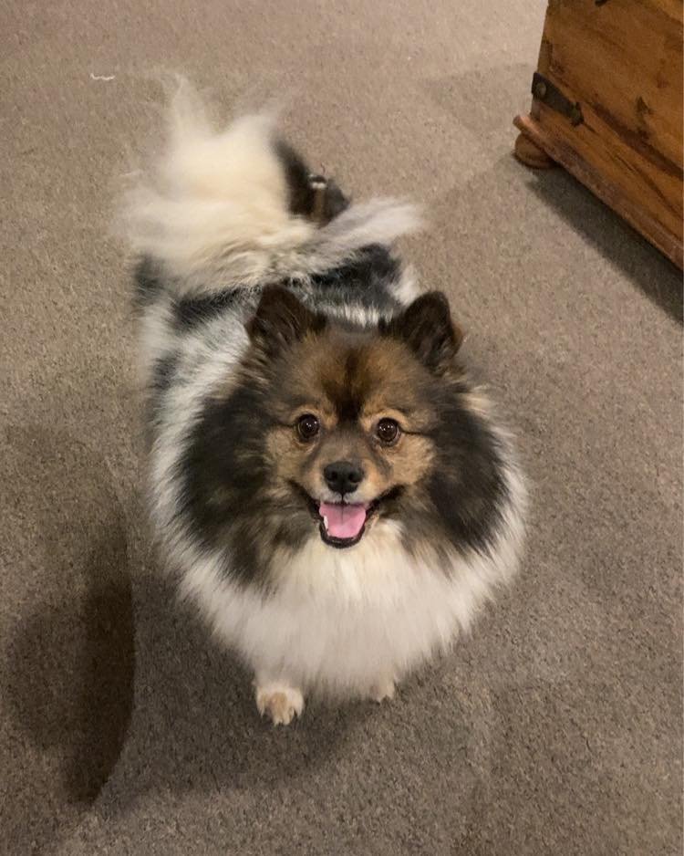 Our master greeter and giver of hi fives Willow had her last day in the workroom today. It&rsquo;s been an amazing six weeks having her bouncing around the workroom and don&rsquo;t worry she will be back in the near future. 
#sewingdog #besthifives #