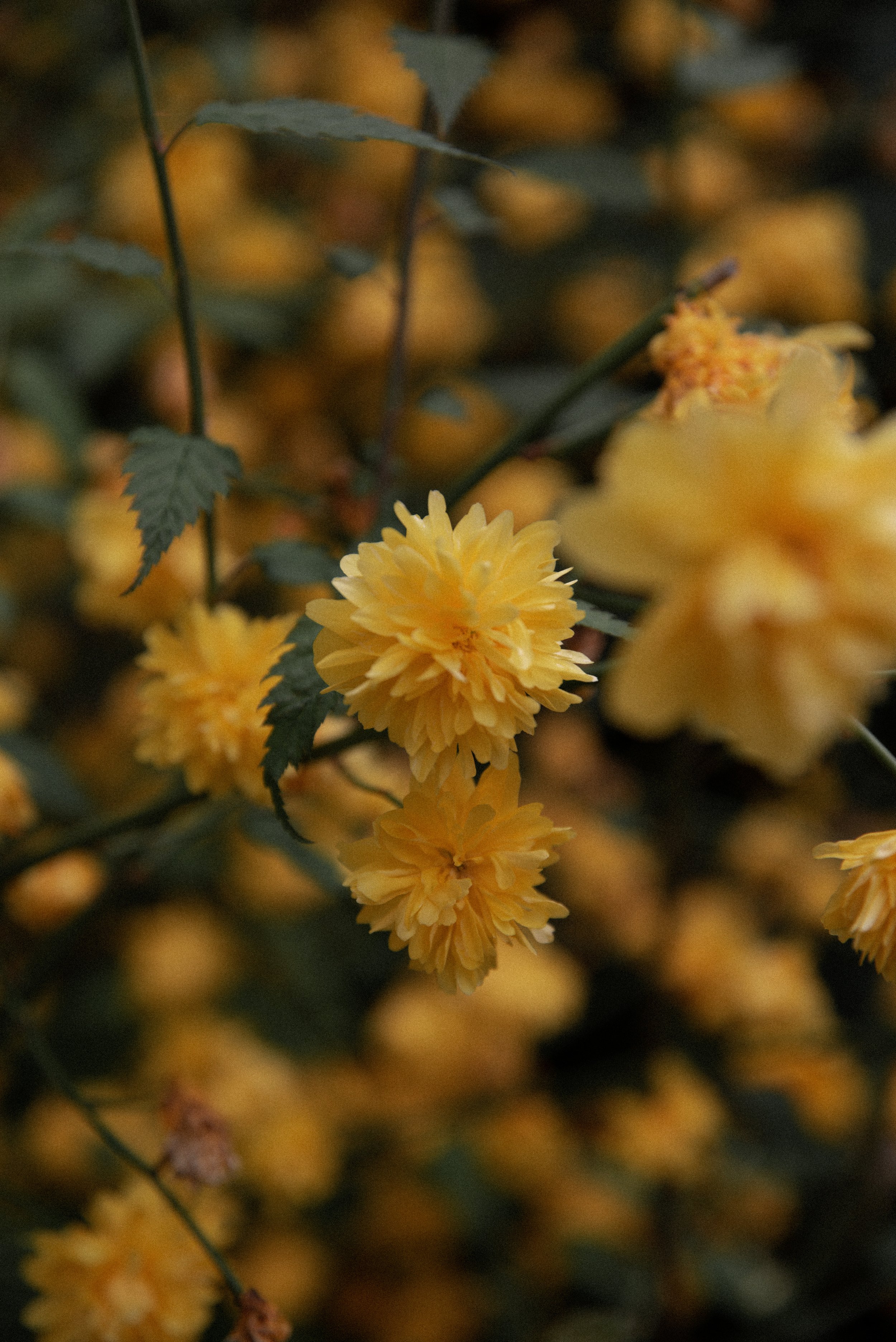 DSC_0168.JPG