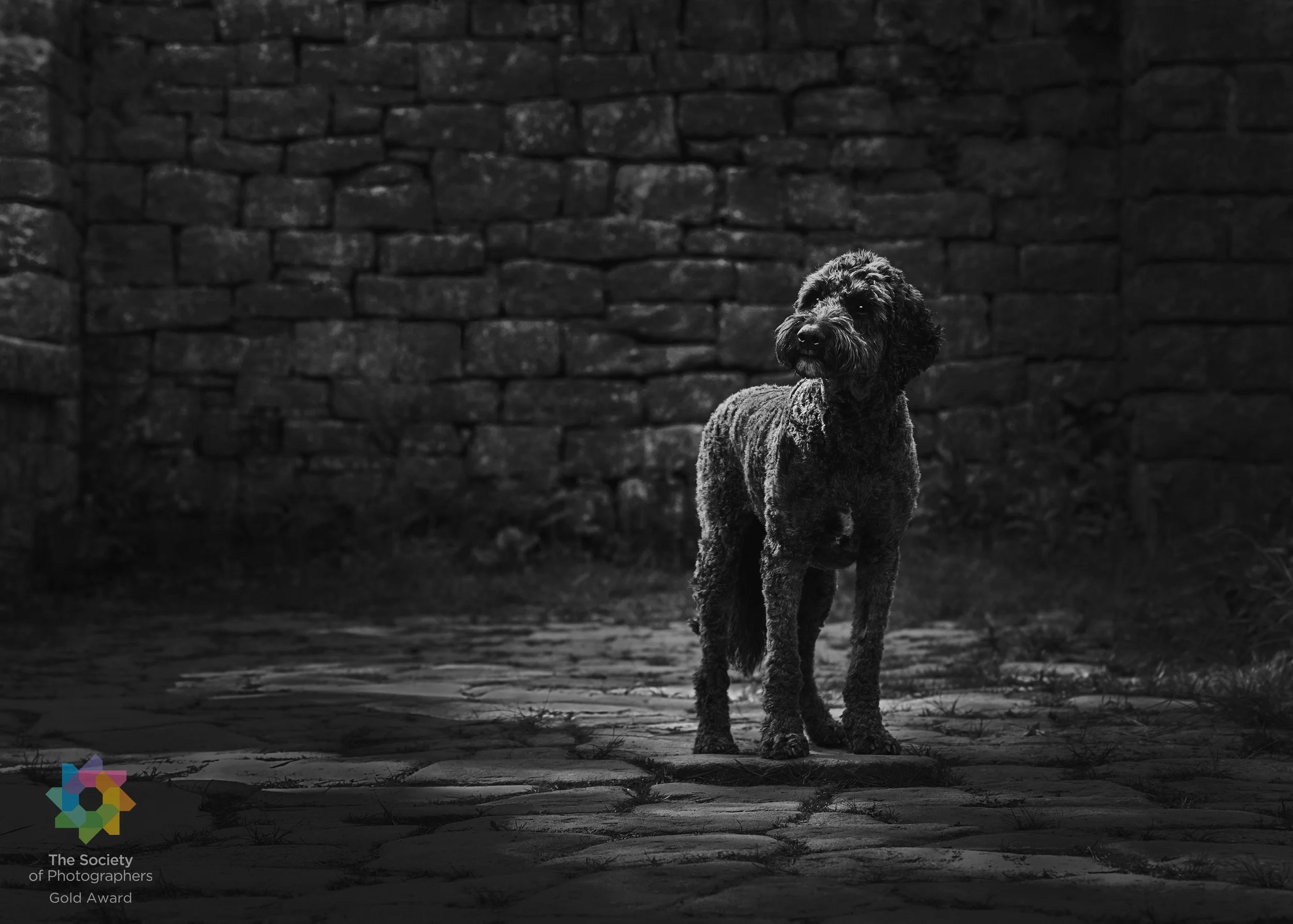 Martin_Robinson_Pet_Portrait_July_2025_199608_UK copy.jpg