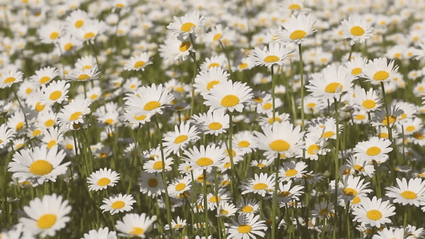 RELATIONSHIP ADVICE FROM AN ORACLE