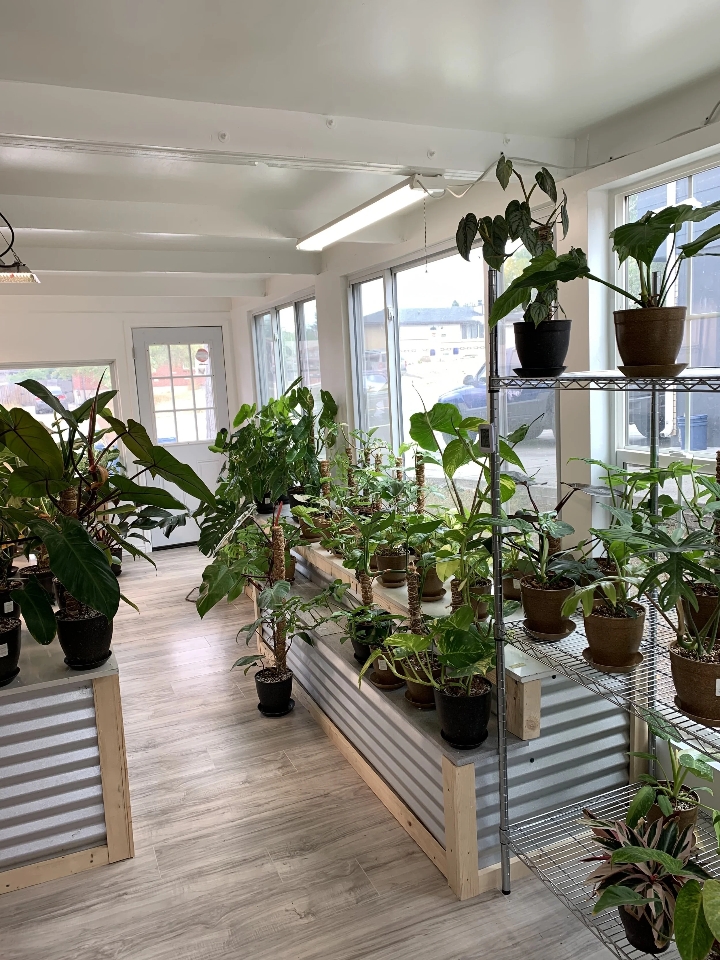 Denver Rare Plant Shop | Denver houseplant and rare plant shop FloraFoundry