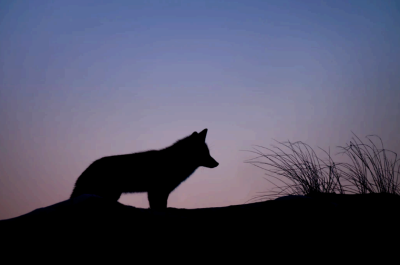 Pain Coping Map: Coyote Circle