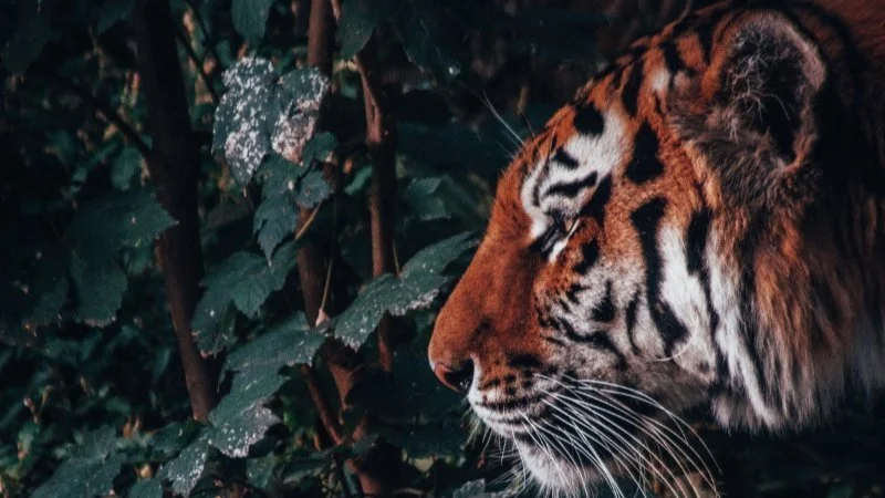 Supporting Parents Through Fear and Uncertainty