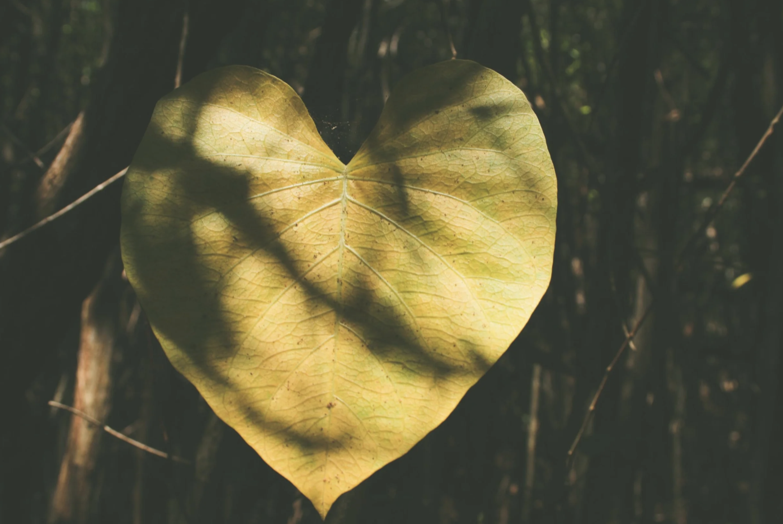 Nervous System Regulation Tools for Birth Workers - Free Call!